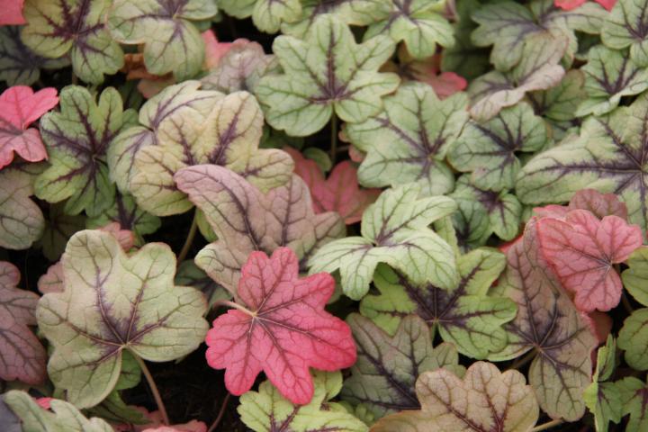 Heucherella 'Pink Fizz'