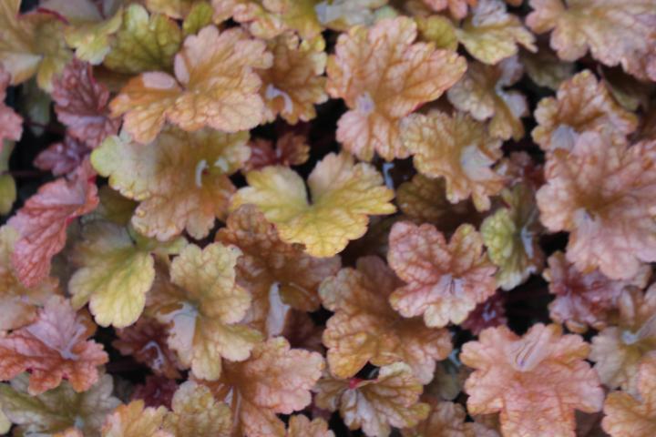 Heuchera  'Peach Flambé' ®