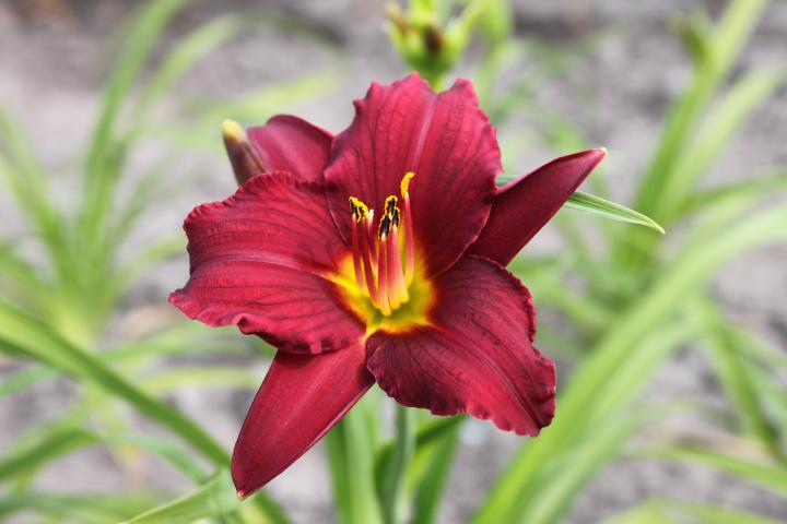 Hemerocallis  'Pardon Me'