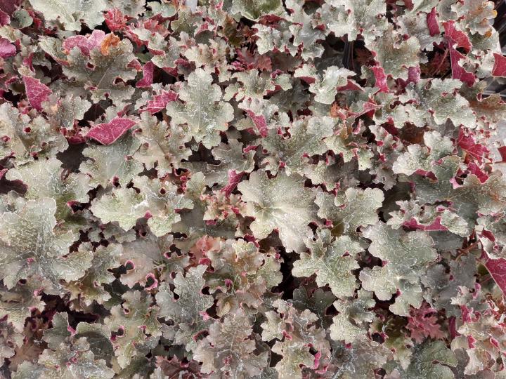 Heuchera  'Purple Petticoats'