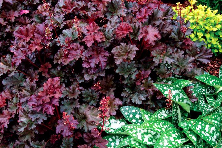 Heuchera  'Purple Petticoats'