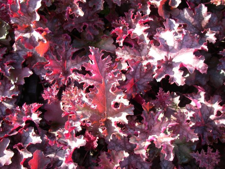 Heuchera  'Plum Pudding' ®