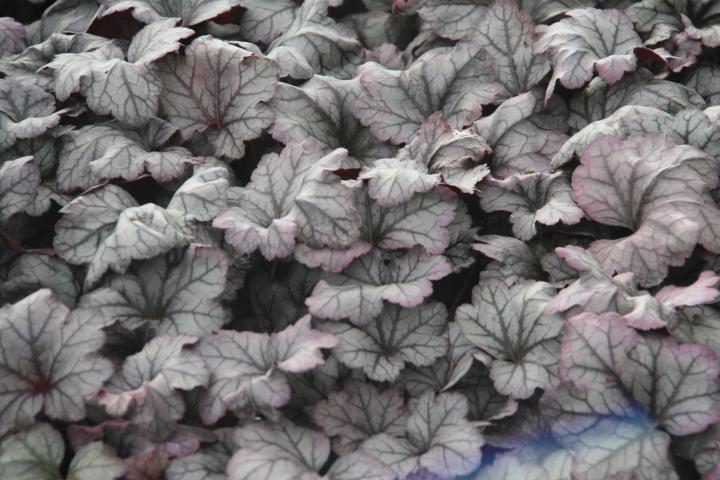 Heuchera  'Plum Royale' PBR