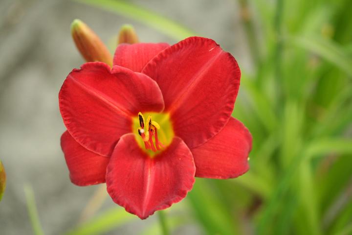 Hemerocallis  'Painted Trillium'