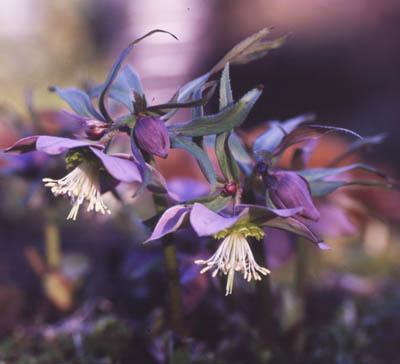 Helleborus purpurascens