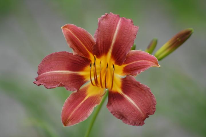 Hemerocallis  'Purple Waters'