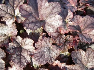 Heucherella  'Quicksilver' ®