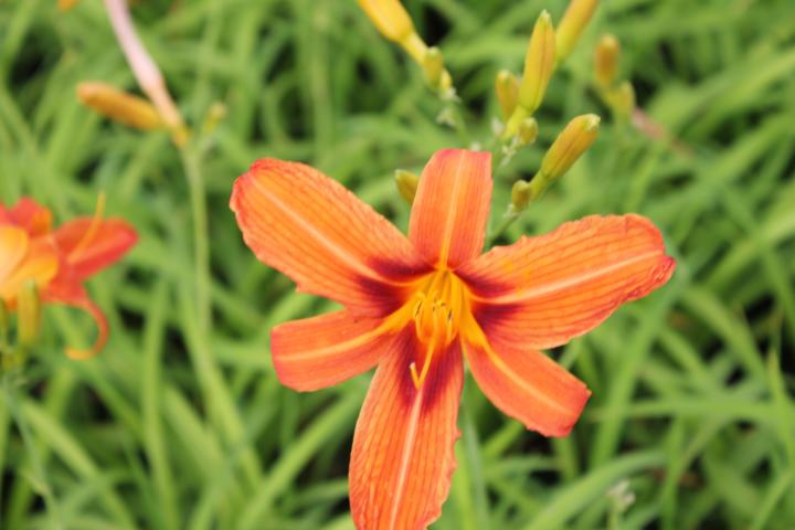 Hemerocallis  'Rajah'