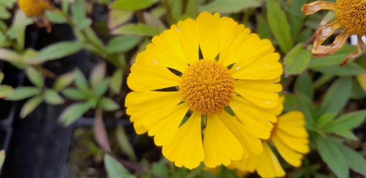 Helenium autumnale 'Ranchera' PBR