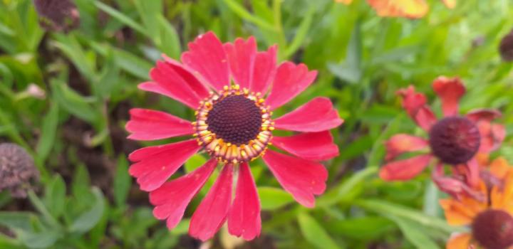 Helenium  'Red Army'