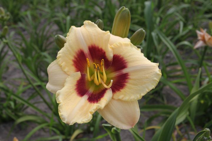 Hemerocallis  'Raspberry Candy'