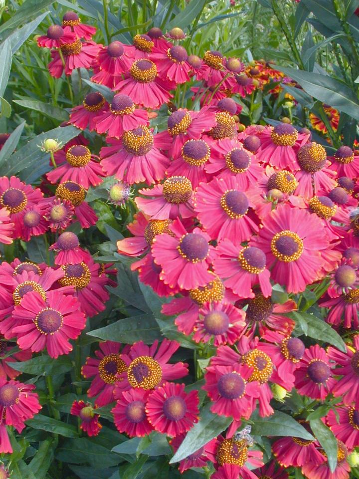 Helenium  'Red Jewel'
