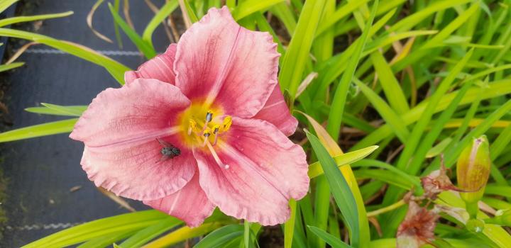 Hemerocallis 'Rosy Returns'