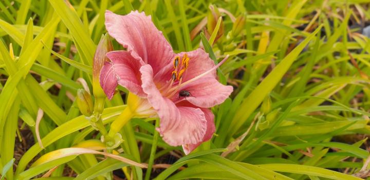 Hemerocallis 'Rosy Returns'