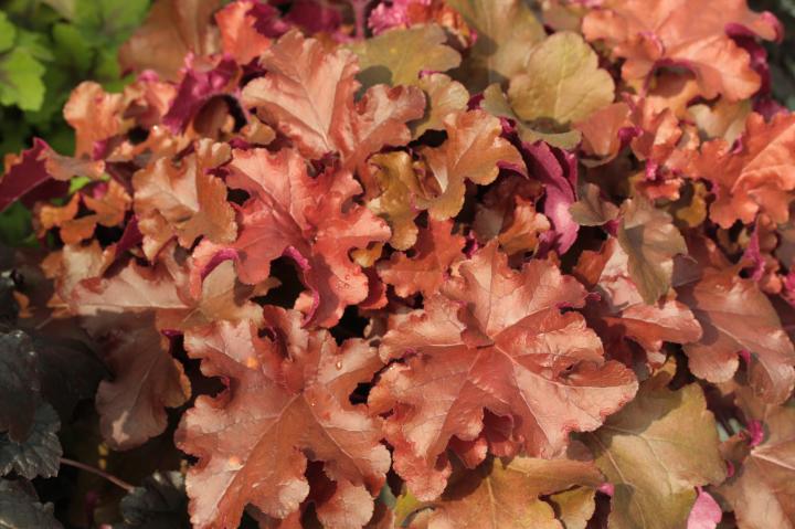 Heuchera  'Red Sea' ®