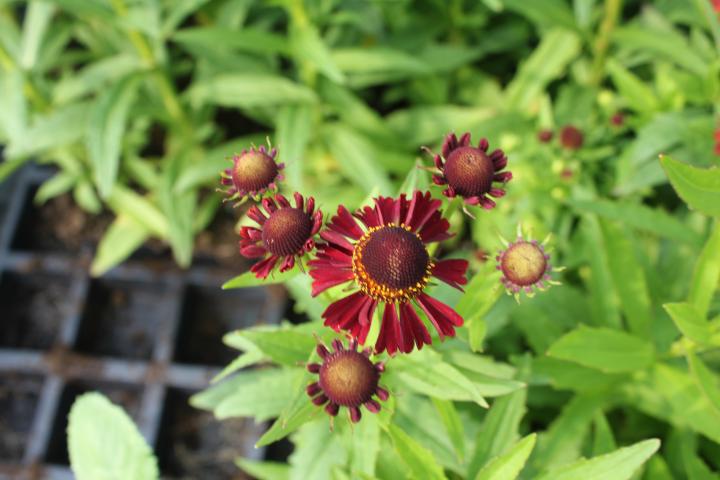 Helenium  'Ruby Tuesday'