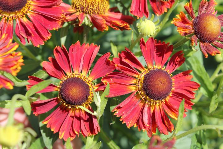 Helenium  'Rubinzwerg'