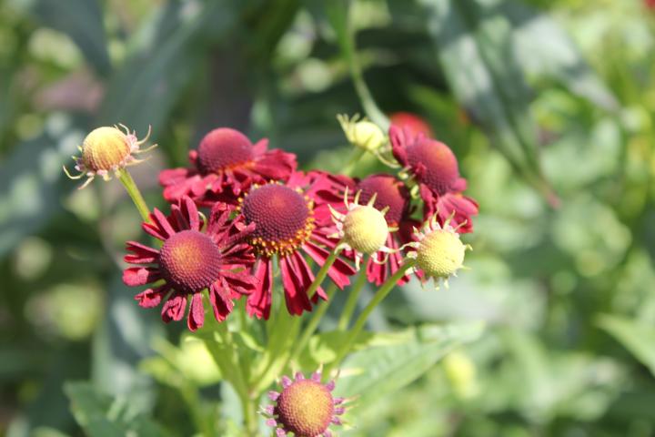Helenium  'Rubinzwerg'