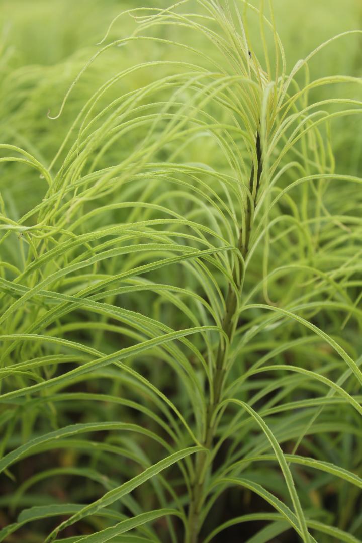 Helianthus salicifolius