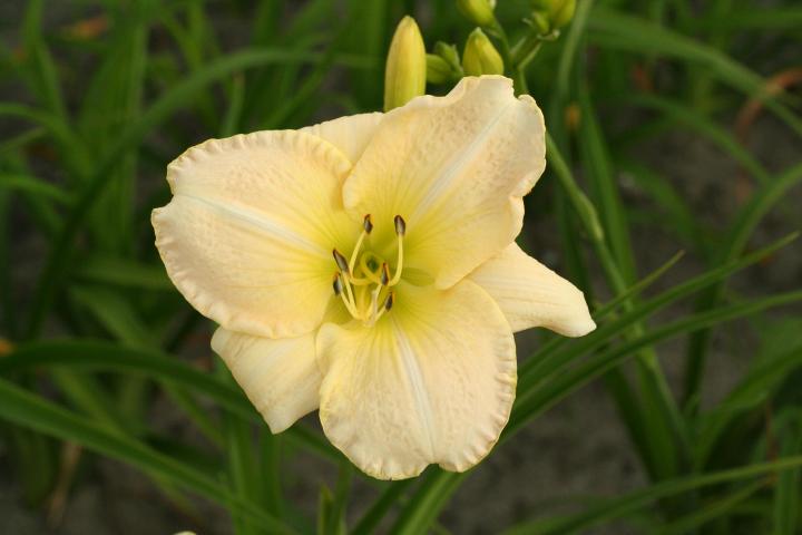 Hemerocallis  'Snowy Apparation'