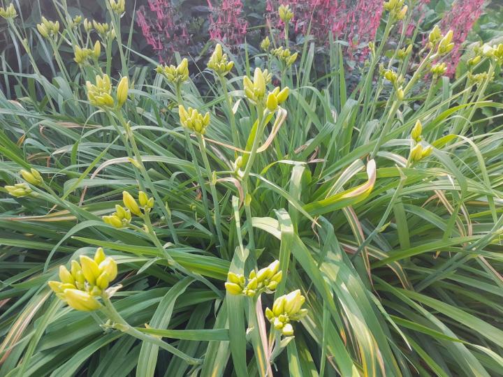 Hemerocallis  'Snowy Apparation'