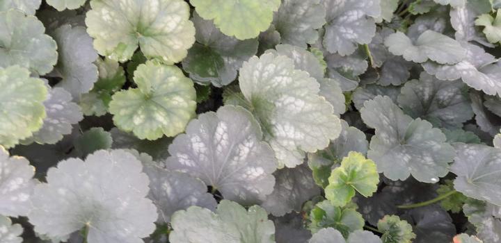 Heuchera sanguinea 'Bressingham Hybrids'