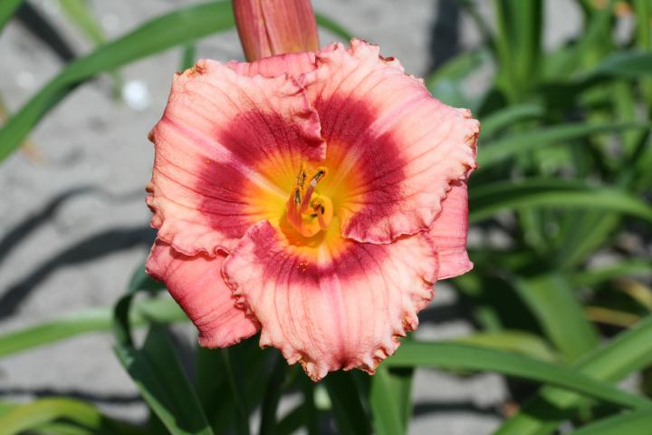 Hemerocallis  'Strawberry Candy'