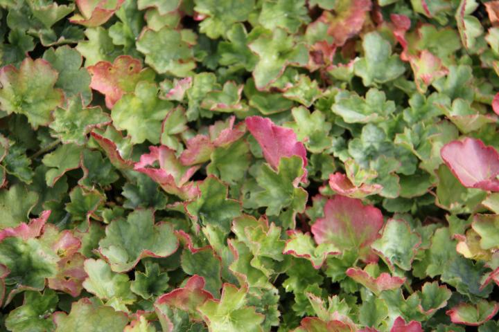 Heuchera sanguinea 'Coral Petite'
