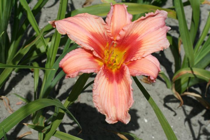 Hemerocallis  'Strawberry Ice'