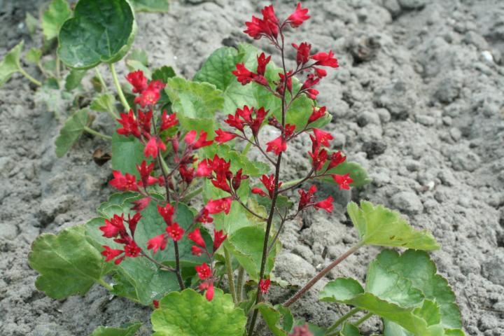 Heuchera sanguinea 'Leuchtkäfer'