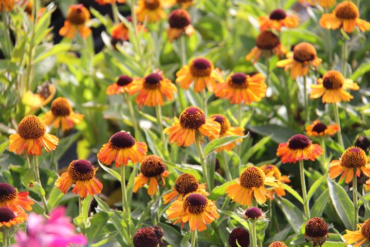 Helenium  'Short 'n Sassy' PBR