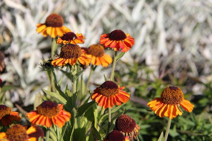 Helenium  'Short 'n Sassy' PBR