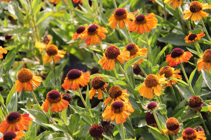 Helenium  'Short 'n Sassy' PBR