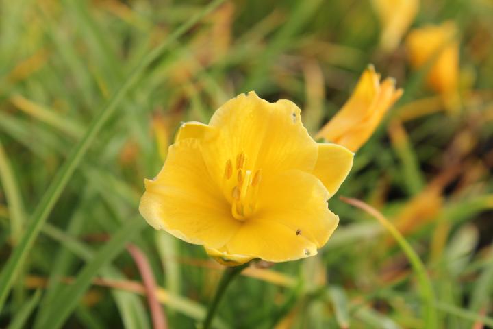 Hemerocallis  'Stella de Oro'