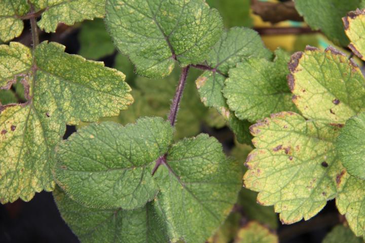 Heracleum sphondylium
