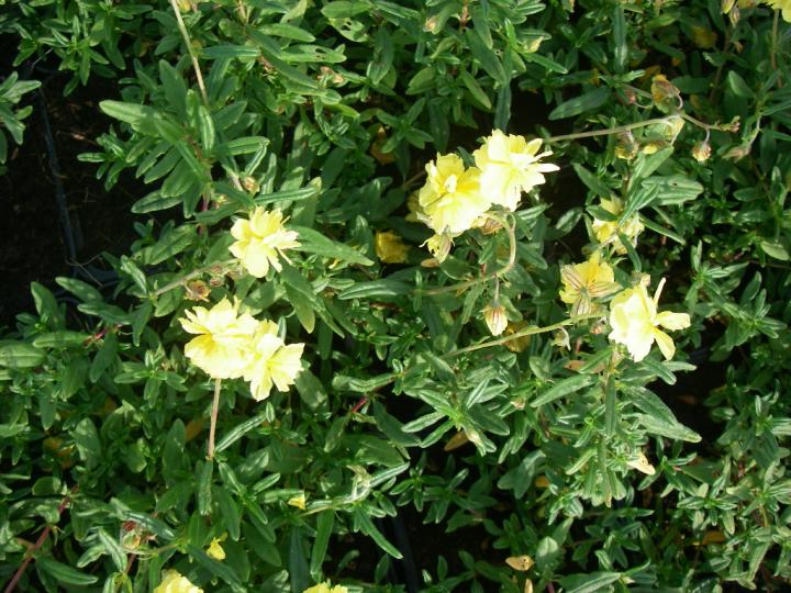 Helianthemum  'Sulphureum Plenum'