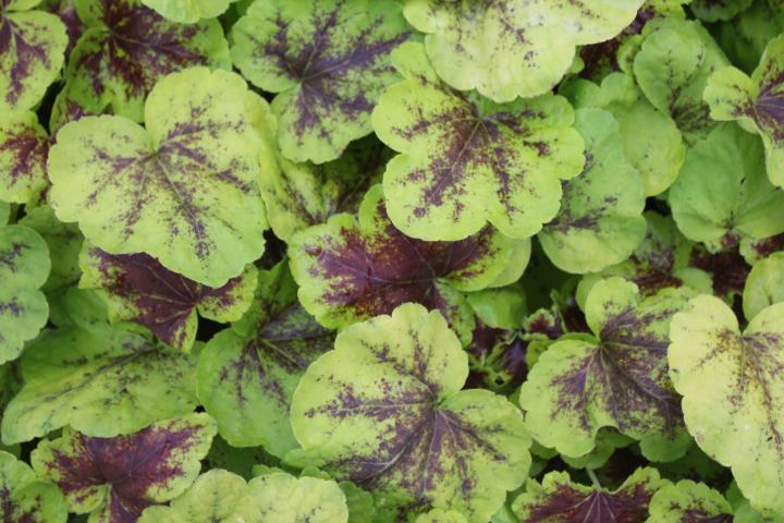 Heucherella  'Solar Power' PBR