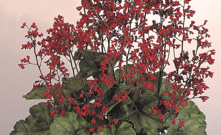 Heuchera sanguinea 'Ruby Bells' ('Coral Bells')
