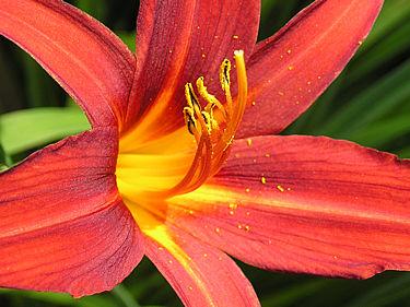Hemerocallis  'Sammy russell'