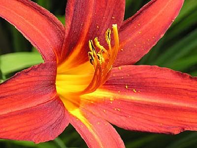 Hemerocallis  'Sammy russell'