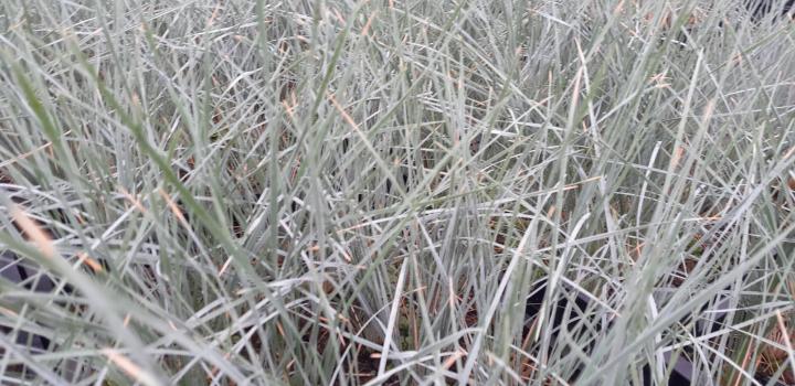 Helictotrichon sempervirens 'Saphirsprudel'