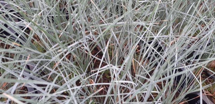 Helictotrichon sempervirens 'Saphirsprudel'