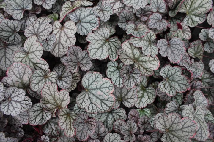 Heuchera  'Silver Scrolls' PBR