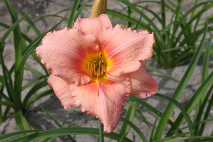 Hemerocallis  'Strawberry Swirl'
