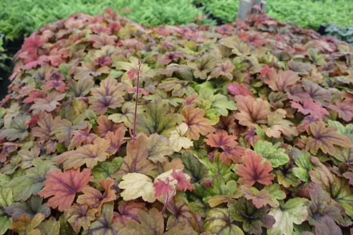 Heucherella  'Sweet Tea' ®