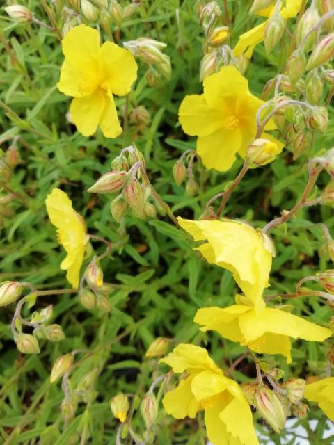 Helianthemum  'Sterntaler'