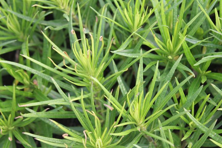 Helianthus salicifolius 'Table Mountains' ®