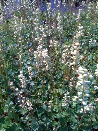 Heuchera sanguinea 'White Cloud'