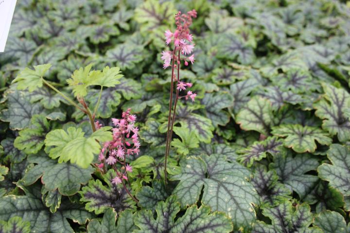 Heucherella  'Tapestry' PBR