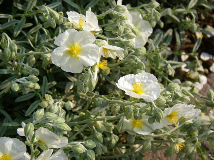Helianthemum  'The Bride' ('Snow Queen')